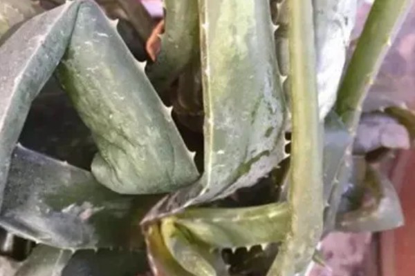 粉色芦荟和绿色芦荟有什么区别,颜色和外观均不同