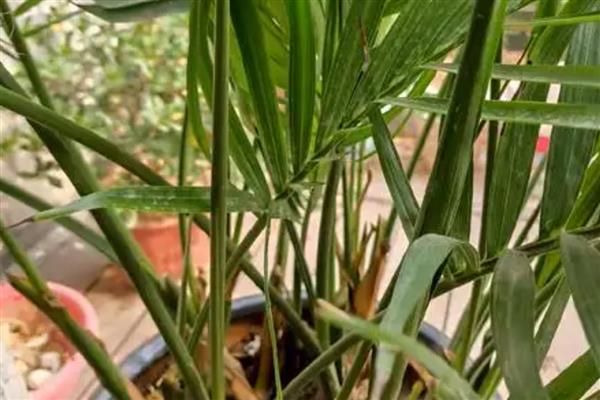 散尾葵根腐病的症状，会导致全株萎蔫死亡