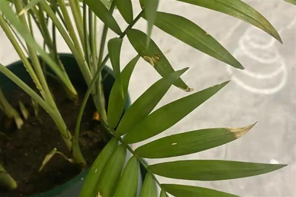 散尾葵根腐病的症状，会导致全株萎蔫死亡