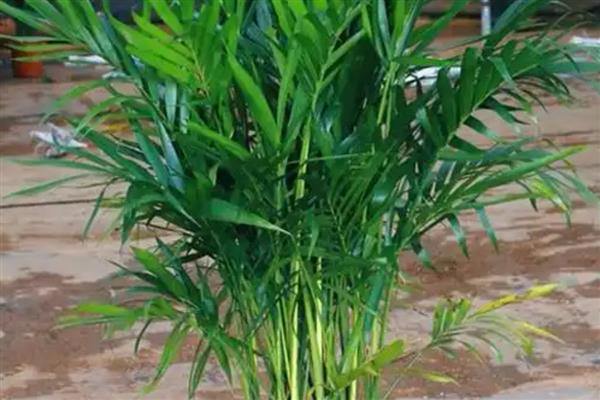 散尾葵根腐病的症状，会导致全株萎蔫死亡