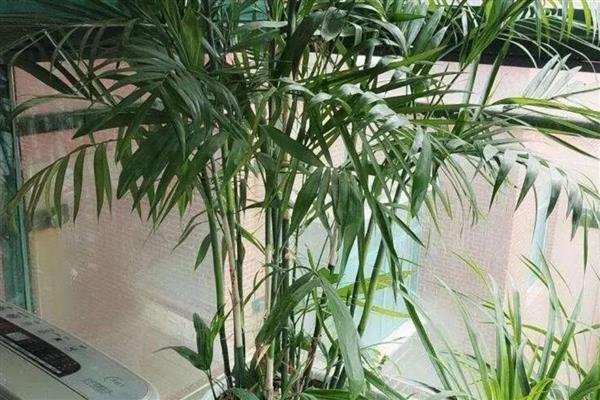 散尾葵根腐病的症状，会导致全株萎蔫死亡