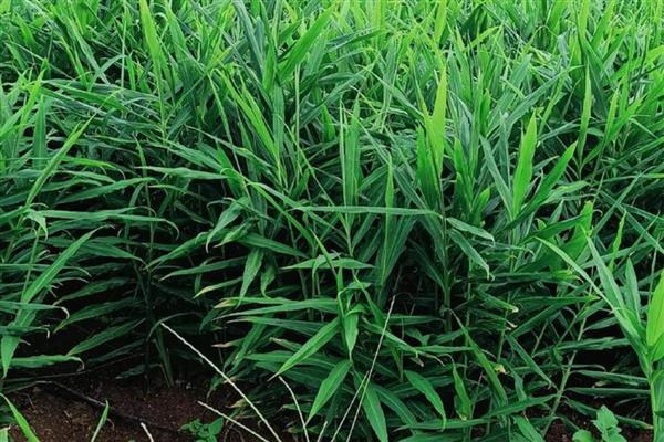 冬天能不能种植风姜,温度要达到20℃以上才能种植