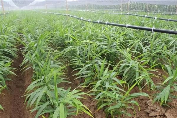 冬天能不能种植风姜,温度要达到20℃以上才能种植