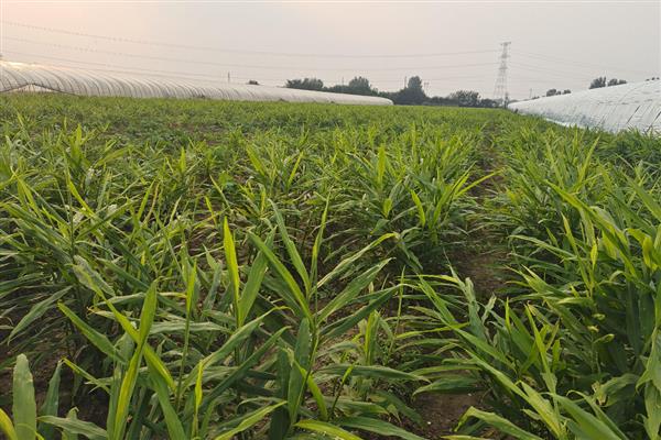 冬天能不能种植风姜,温度要达到20℃以上才能种植