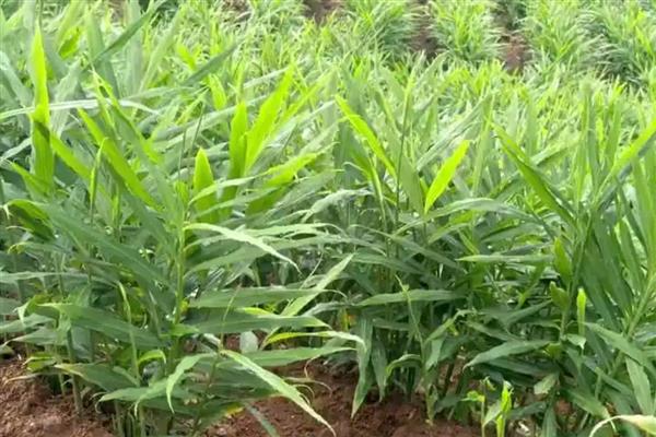 冬天能不能种植风姜,温度要达到20℃以上才能种植