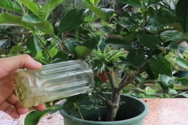 养栀子花要注意什么，春秋冬三季提供全天候的光照