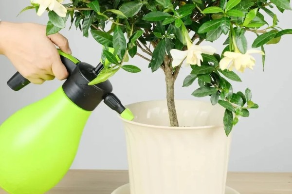 养栀子花要注意什么，春秋冬三季提供全天候的光照