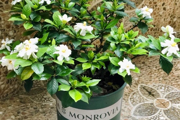 养栀子花要注意什么，春秋冬三季提供全天候的光照