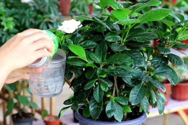 养栀子花要注意什么，春秋冬三季提供全天候的光照