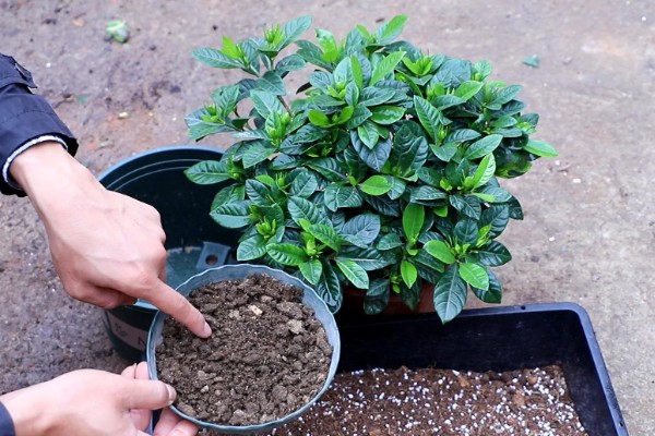 养栀子花要注意什么，春秋冬三季提供全天候的光照