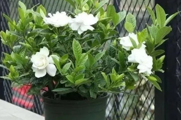 养栀子花要注意什么，春秋冬三季提供全天候的光照