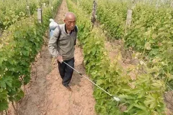 葡萄叶为什么会发黄,可能是营养不良、发生药害等因素造成