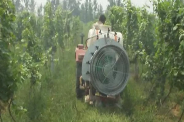 葡萄叶为什么会发黄,可能是营养不良、发生药害等因素造成