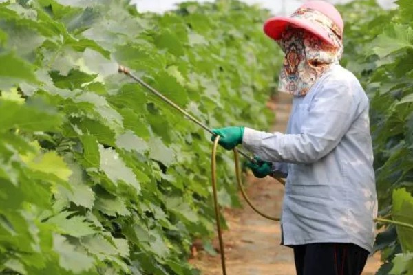 葡萄叶为什么会发黄,可能是营养不良、发生药害等因素造成