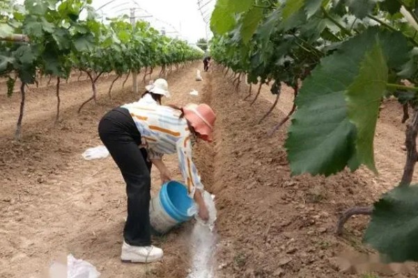 葡萄叶为什么会发黄,可能是营养不良、发生药害等因素造成