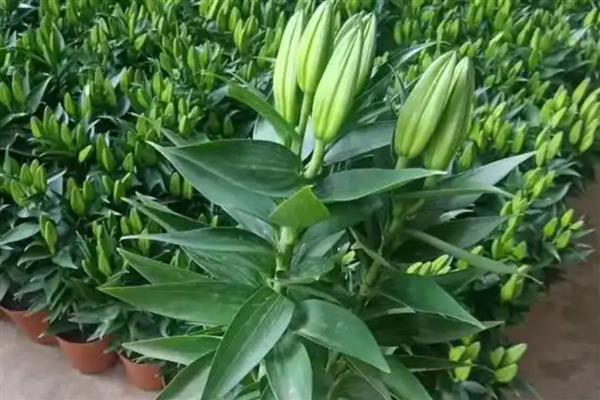 盆栽百合的打顶时间，通常在5-6月份