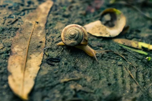 蜗牛的休眠因素，温度低于12-15℃时进入休眠