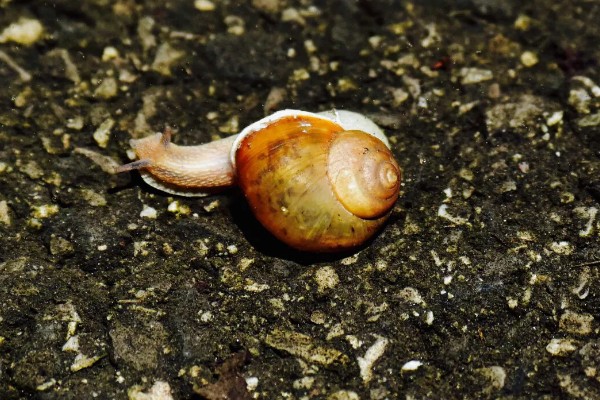 蜗牛的休眠因素，温度低于12-15℃时进入休眠