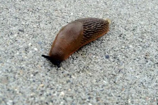 蜗牛的休眠因素，温度低于12-15℃时进入休眠