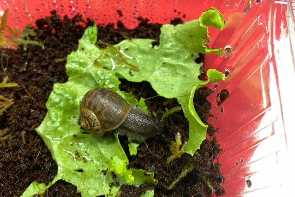 蜗牛的休眠因素，温度低于12-15℃时进入休眠