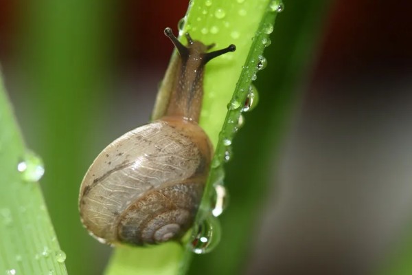 蜗牛的休眠因素，温度低于12-15℃时进入休眠