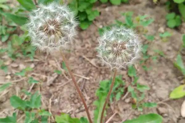 蒲公英传播种子的方法,种子会被风吹到四面八方