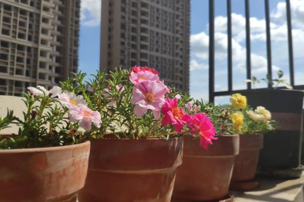 太阳花一年四季会开花吗，是可以一年四季开花的
