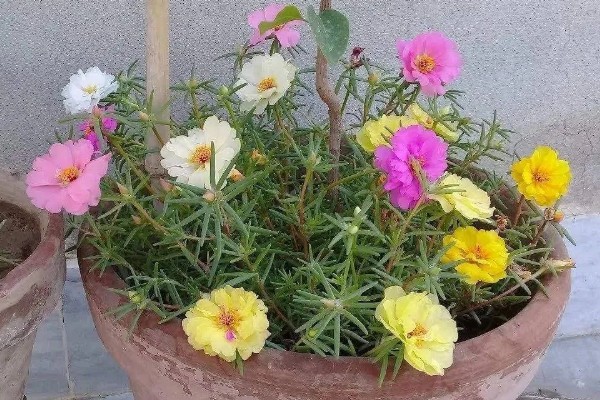 太阳花一年四季会开花吗，是可以一年四季开花的