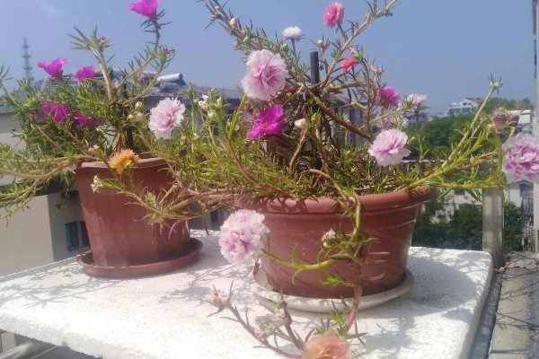 太阳花一年四季会开花吗，是可以一年四季开花的