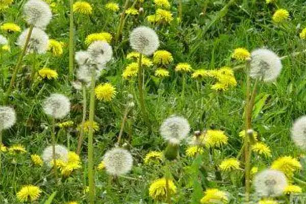 蒲公英传播种子的方法,种子会被风吹到四面八方
