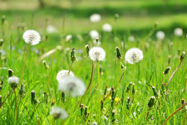 蒲公英传播种子的方法,种子会被风吹到四面八方