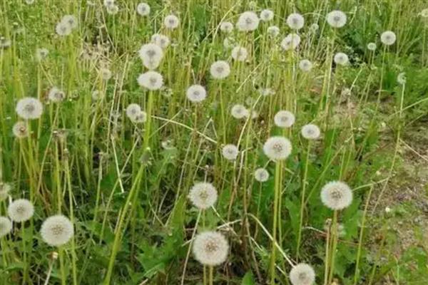 蒲公英传播种子的方法,种子会被风吹到四面八方