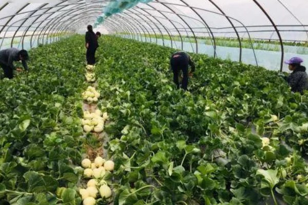 白山蜜一号的亩产量,通常可达到1500-2000公斤