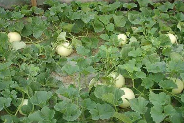 白山蜜一号的亩产量,通常可达到1500-2000公斤