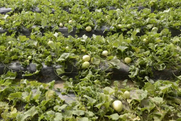 白山蜜一号的亩产量,通常可达到1500-2000公斤