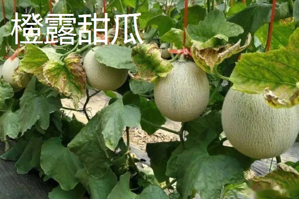 白山蜜一号的亩产量,通常可达到1500-2000公斤