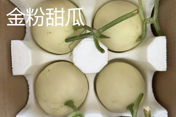 白山蜜一号的亩产量,通常可达到1500-2000公斤