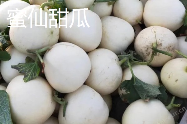 白山蜜一号的亩产量,通常可达到1500-2000公斤