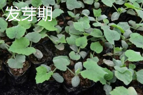 白山蜜一号的亩产量,通常可达到1500-2000公斤