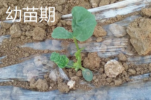 白山蜜一号的亩产量,通常可达到1500-2000公斤