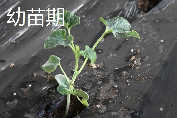 白山蜜一号的亩产量,通常可达到1500-2000公斤