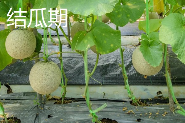 白山蜜一号的亩产量,通常可达到1500-2000公斤