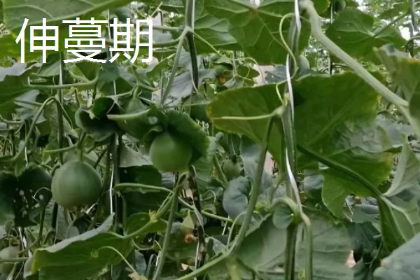 白山蜜一号的亩产量,通常可达到1500-2000公斤