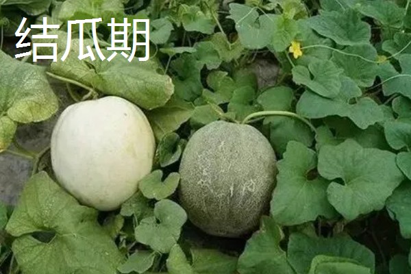 白山蜜一号的亩产量,通常可达到1500-2000公斤