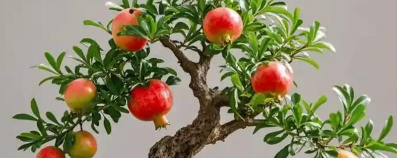 石榴花的换盆注意事项，可在春季或秋季进行