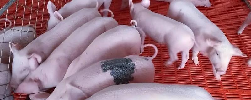 仔猪越来越瘦背露骨的原因,可能是疾病导致的