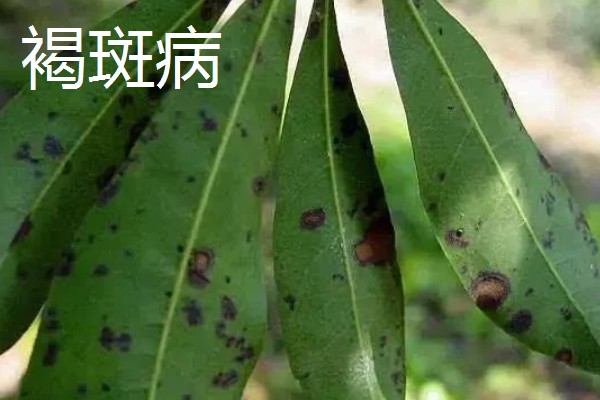 杨梅的常见病虫害及防治方法，常见的有褐斑病、癌肿病等