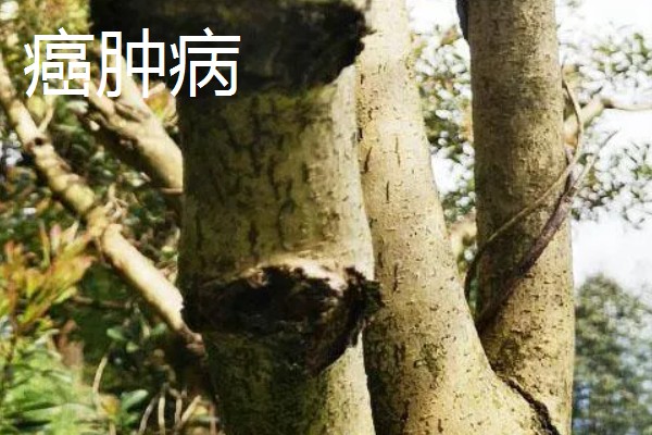 杨梅的常见病虫害及防治方法，常见的有褐斑病、癌肿病等