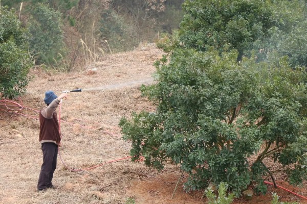 杨梅的常见病虫害及防治方法，常见的有褐斑病、癌肿病等