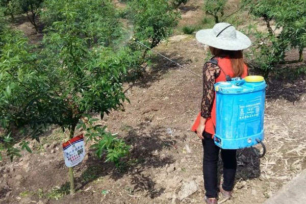 杨梅的常见病虫害及防治方法，常见的有褐斑病、癌肿病等